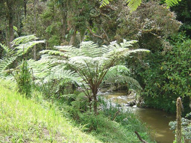 Cyathea contaminans